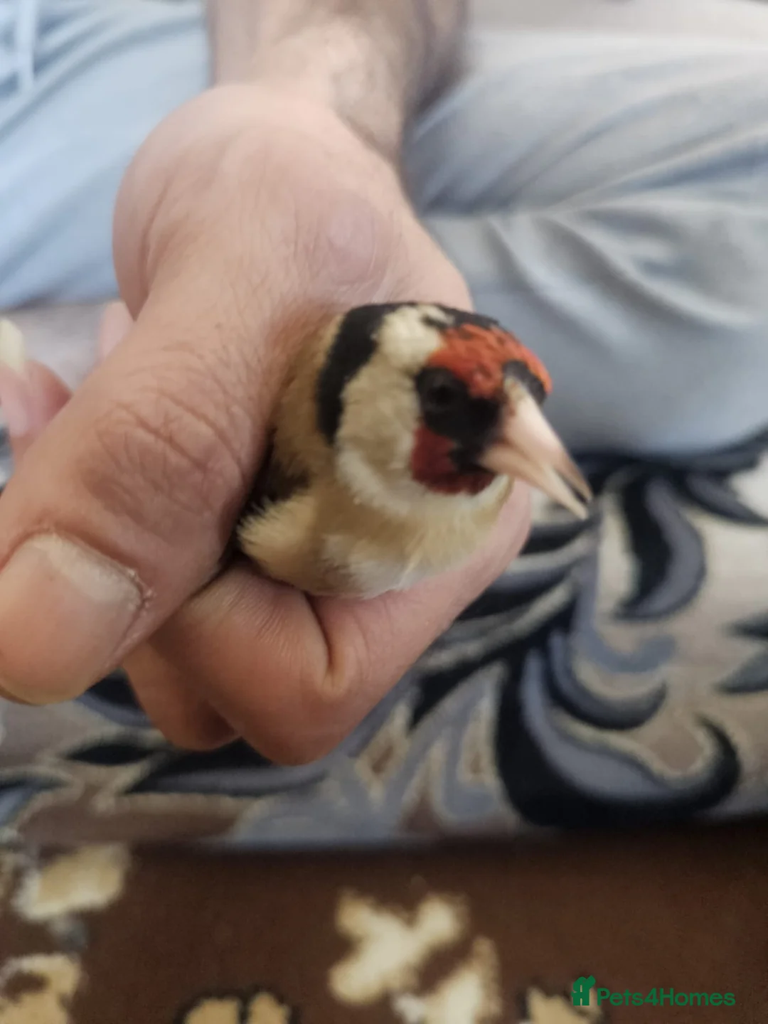 Finches birds for sale: Goldfinch male 100£ - Advert 5