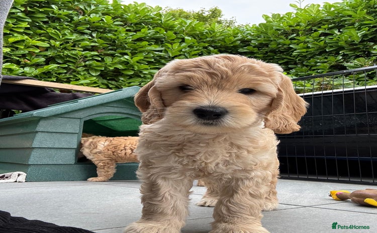 Mixed Breed dogs in Dunstable - Advert 1
