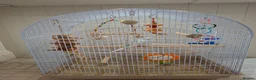 Budgerigars birds for sale: Blue Grey White Female Budgie - Advert 6