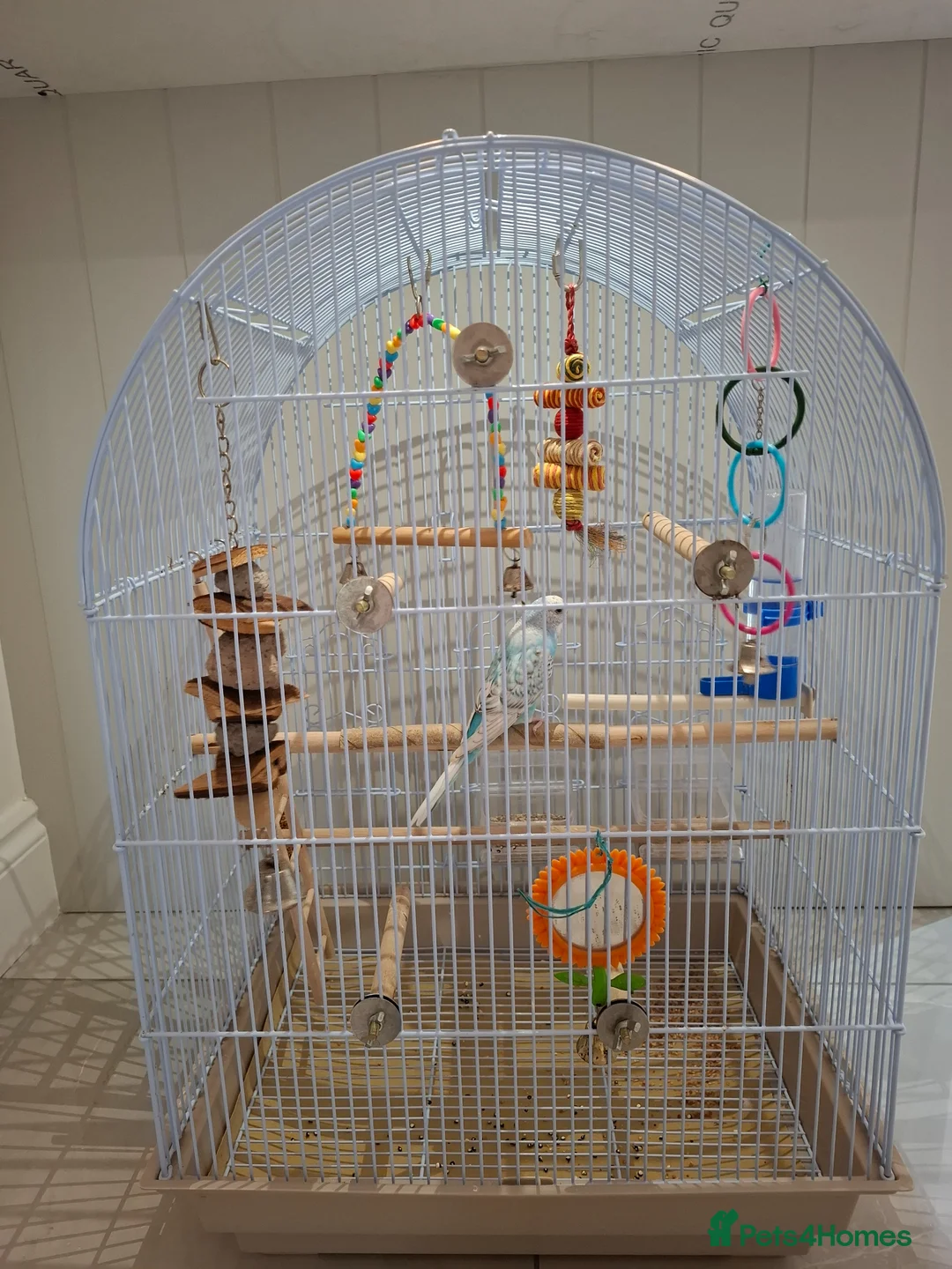 Budgerigars birds for sale: Blue Grey White Female Budgie - Advert 6