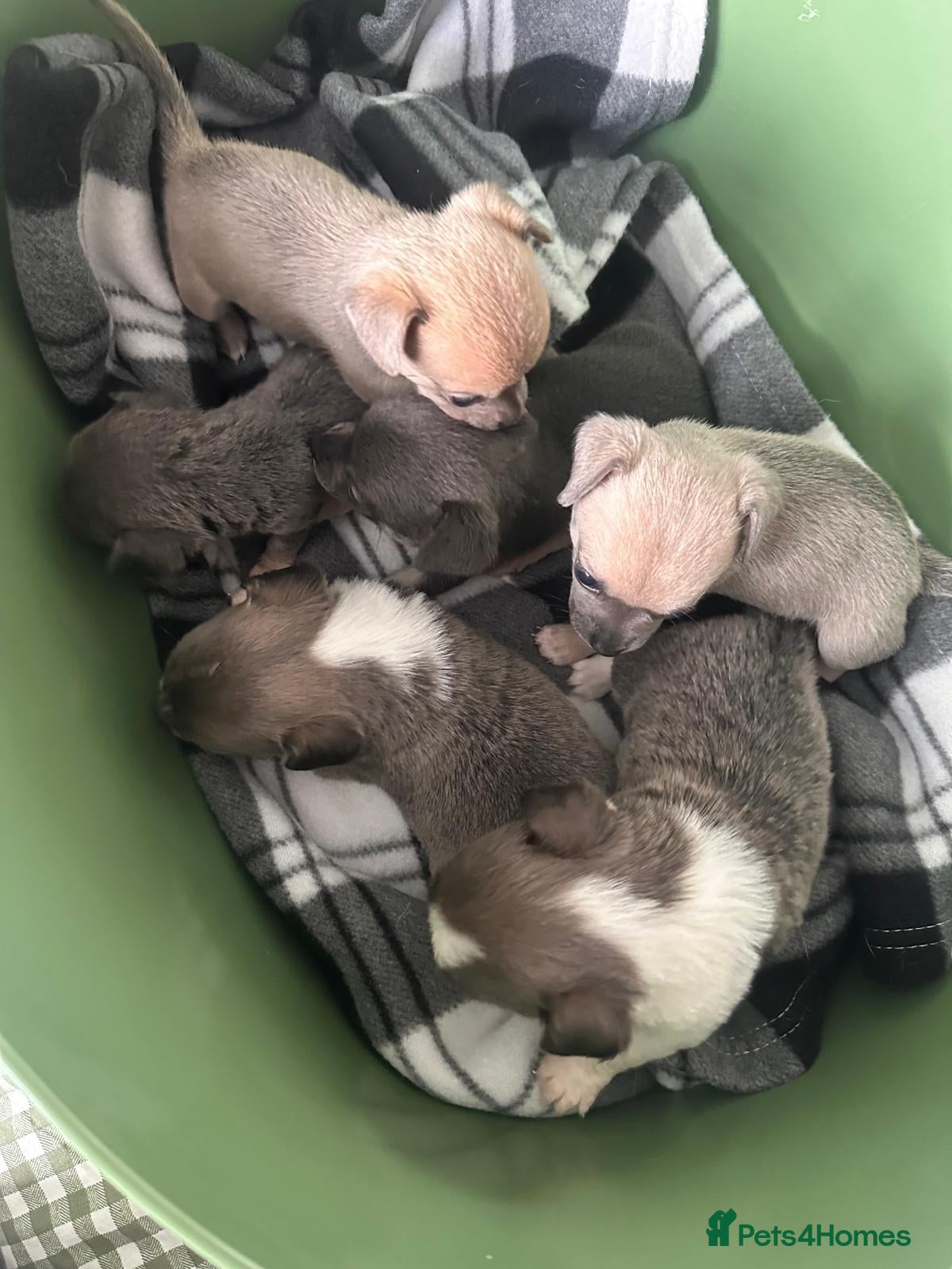 Chihuahua dogs 6 chihuahua puppies available 5th November - Advert 7