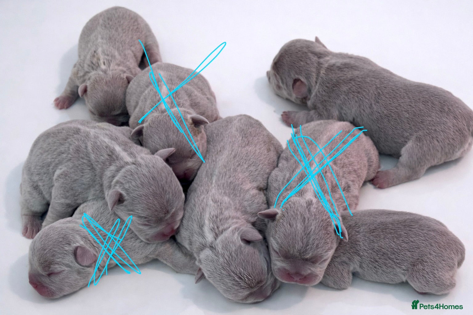 French Bulldog dogs French bulldog lilac colour  - Advert 10