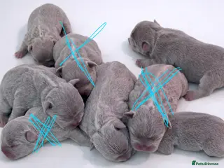 French Bulldog dogs French bulldog lilac colour - Advert 10