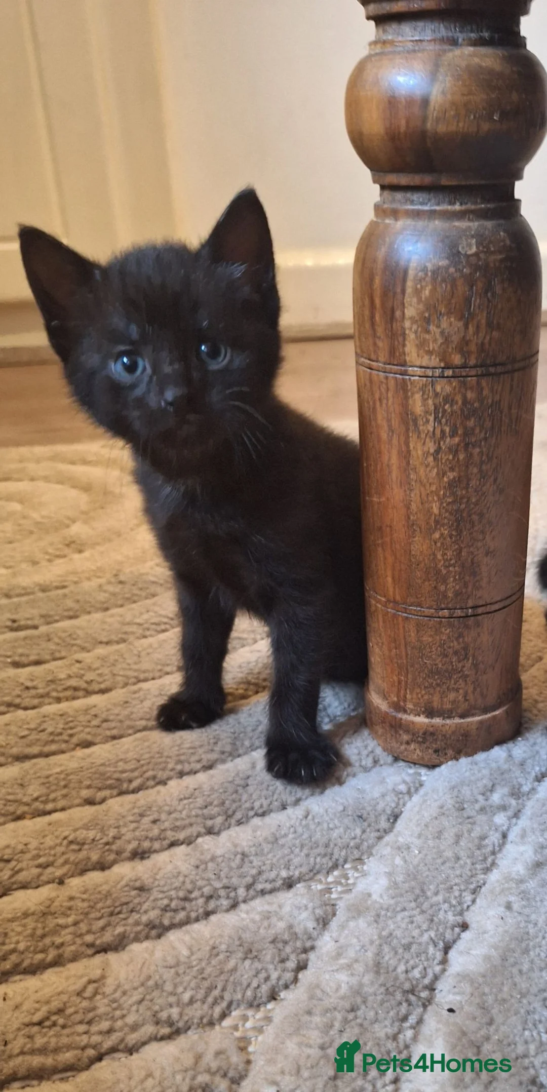 Mixed Breed cats for sale: Mixed breed  in Treorchy - Advert 2