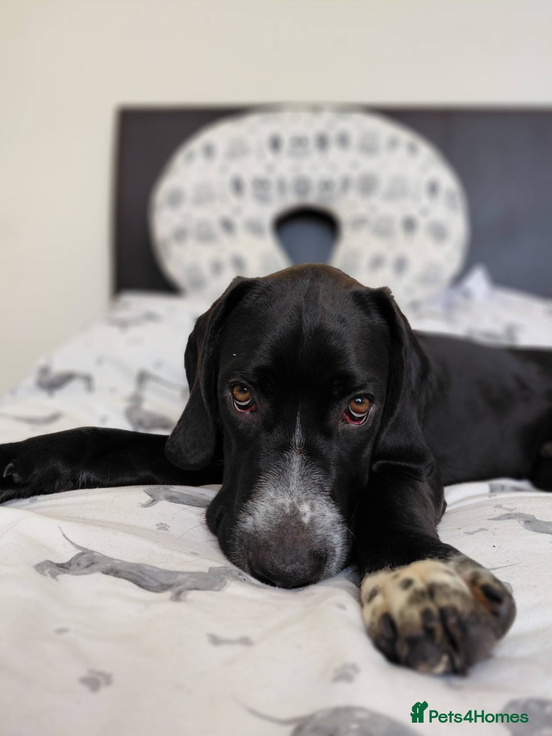 Mixed Breed dogs for sale: 10 month old cane corso cross - Advert 2