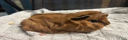 Guinea Pig rodents for sale: beautiful friendly guinea pigs to reserve  - Advert 9