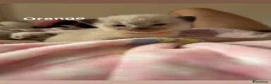 Ragdoll Kitten 1