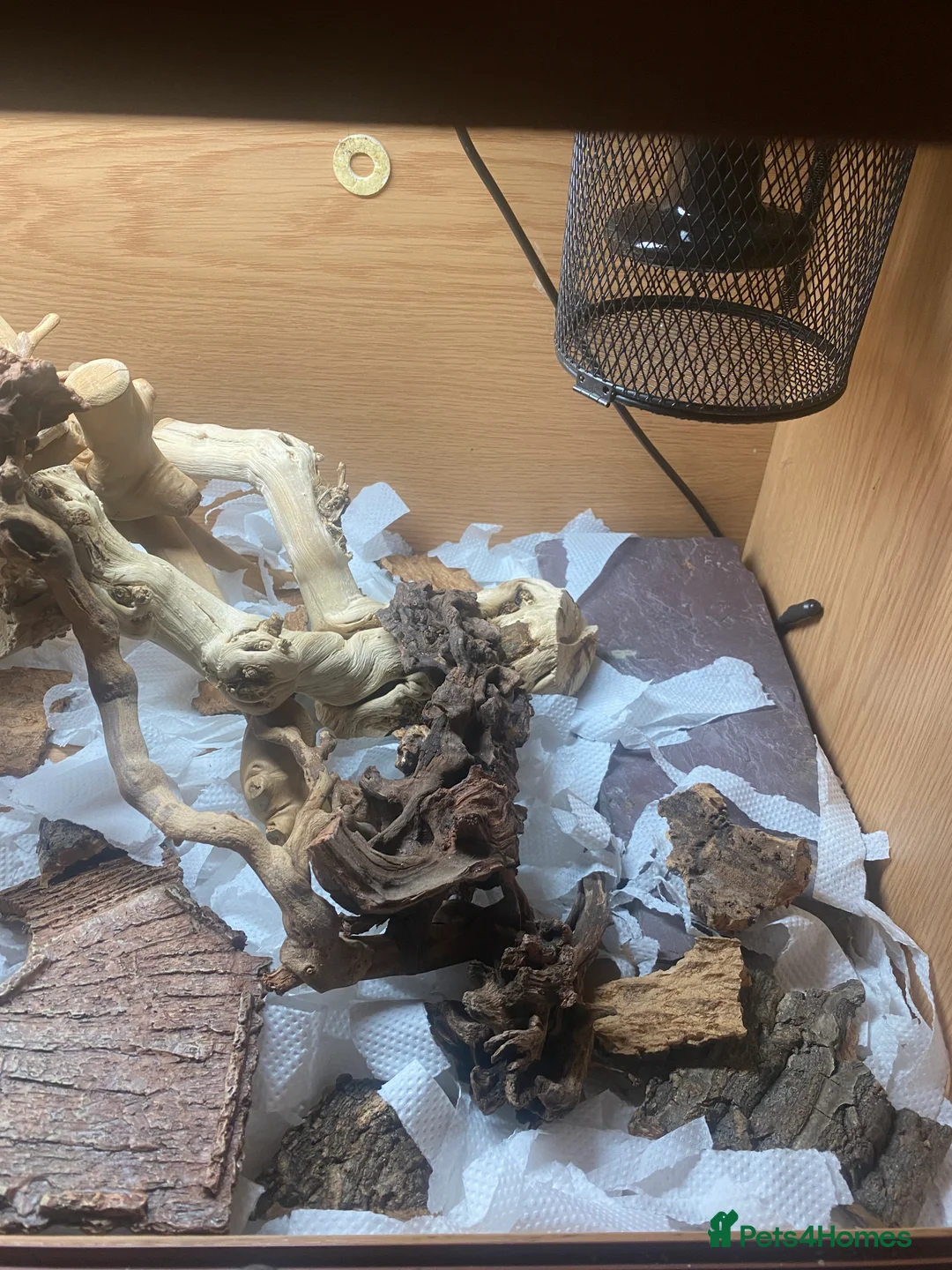 Bearded Dragon reptiles for sale: Beautiful bearded dragon with full Viv  - Advert 7