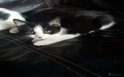 British Shorthair cats for sale: Here I have 4 beautiful kittens  - Image 14