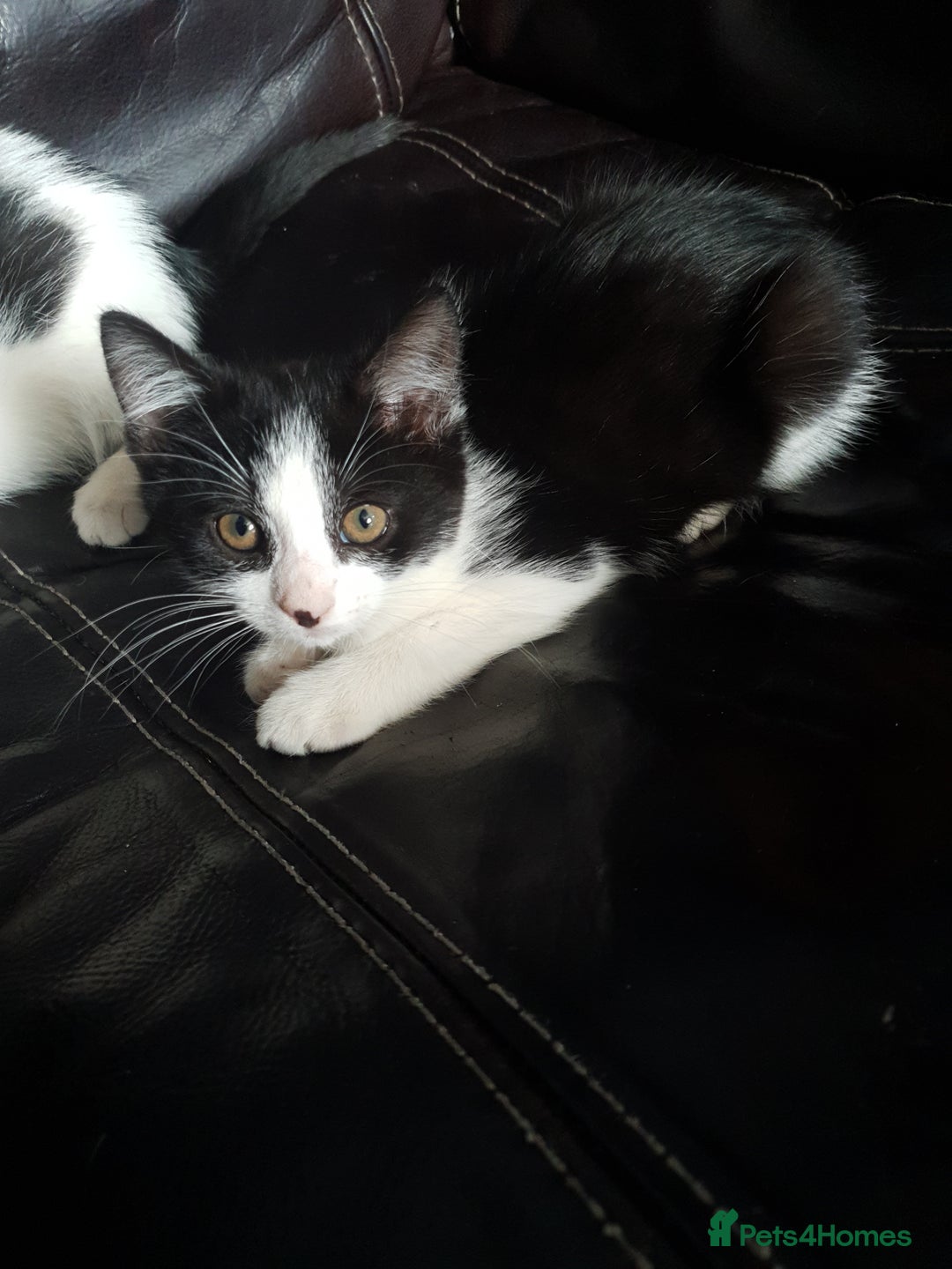 British Shorthair cats for sale: Here I have 4 beautiful kittens  - Image 14