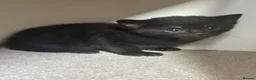 Domestic Shorthair cats for sale: Pretty nice kittens to rehome  - Advert 15