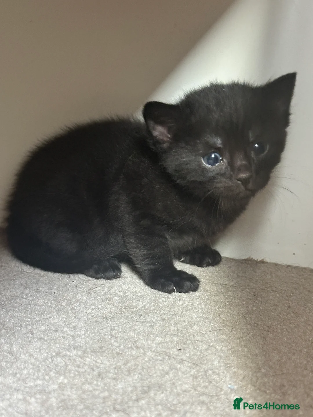 Domestic Shorthair cats for sale: Pretty nice kittens to rehome  - Advert 15