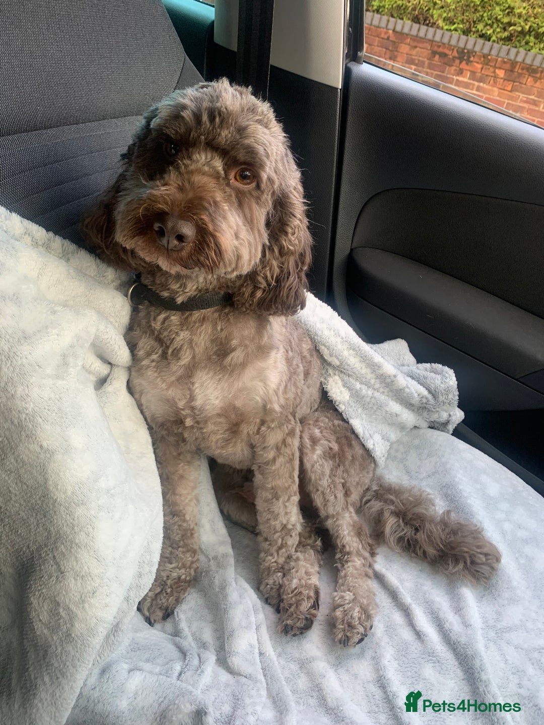 Cockapoo dogs for stud: Milo for stud - Image 1
