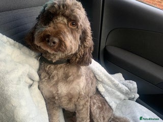 Cockapoo dogs - Advert 24