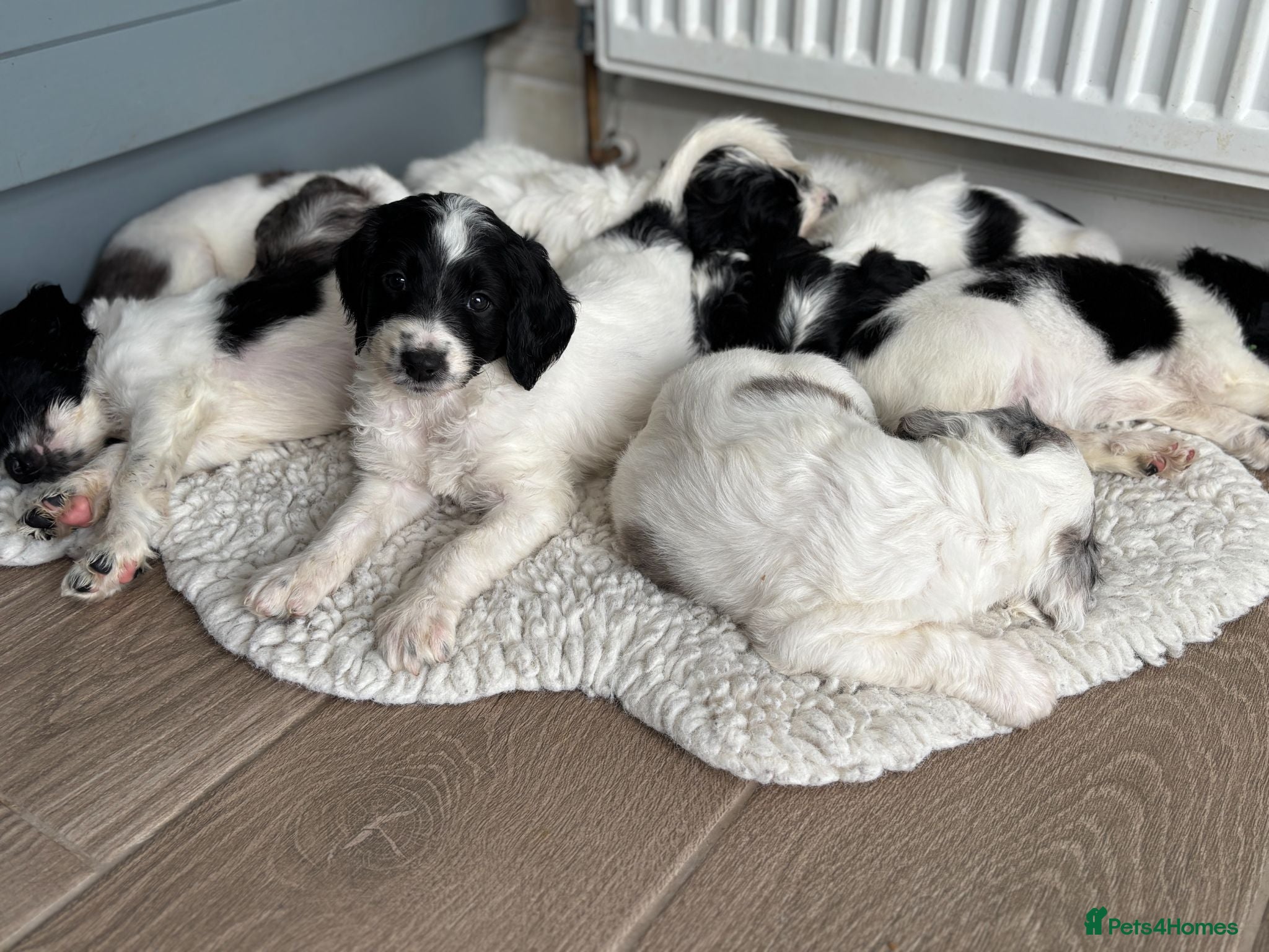 Sproodle dogs ✨ Premium Rare F1 Sproodle Pups – Champion Lines ✨ - Advert 2