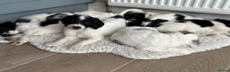 Sproodle dogs for sale: ✨ Premium Rare F1 Sproodle Pups – Champion Lines ✨ - Advert 6