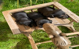 Dachshund dogs for sale: dachshund  - Image 4