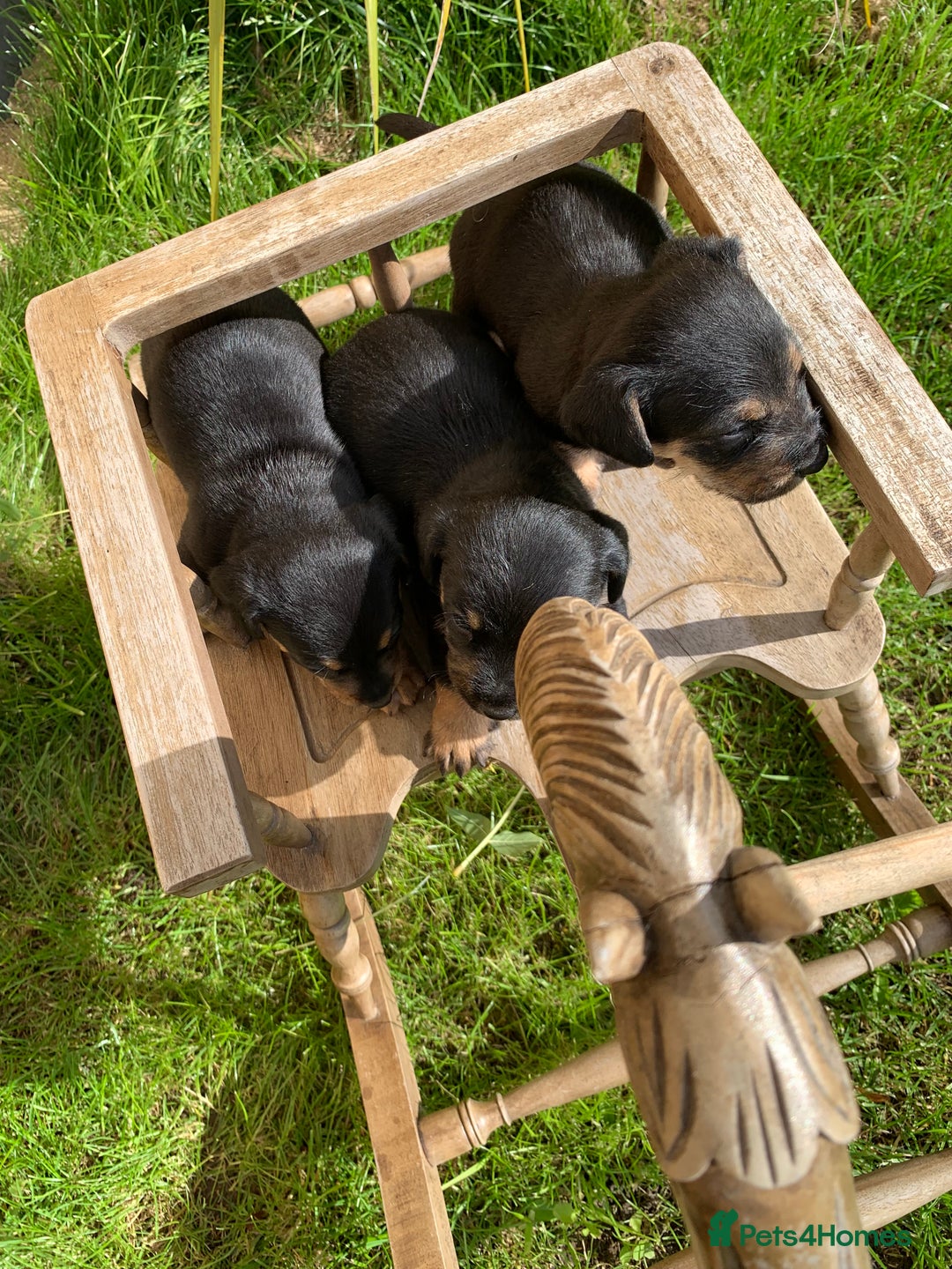 Dachshund dogs for sale: dachshund  - Image 4