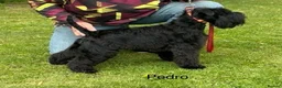 Miniature Schnauzer dogs for sale: Beautiful KC Reg Miniature Schnauzers - Advert 17