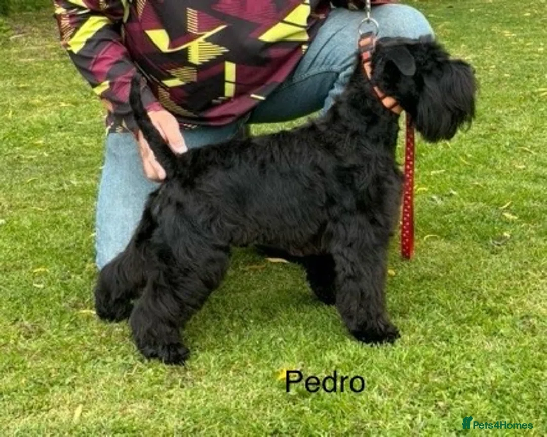 Miniature Schnauzer dogs for sale: Beautiful KC Reg Miniature Schnauzers - Advert 17