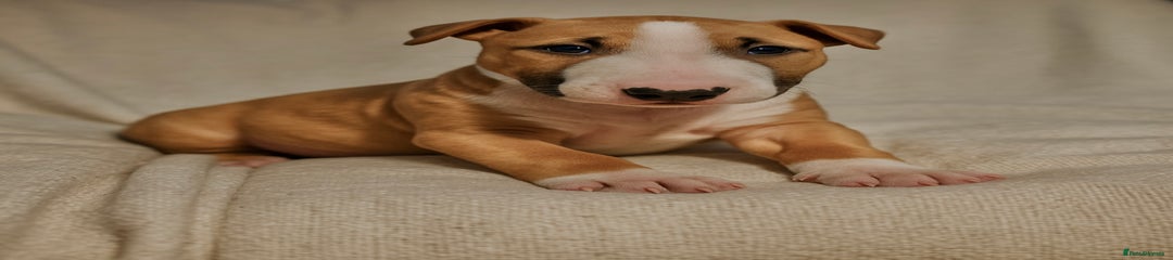 English Bull Terrier Puppy 5