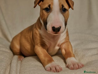 English Bull Terrier dogs - Advert 2