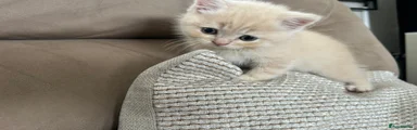 Scottish Fold Kitten 3