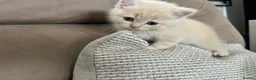Scottish Fold cats for sale: PUREBRED Scottish fold kittens  - Advert 12