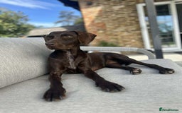 Mixed Breed dogs for adoption: Grace – a quiet, gentle soul needs forever home  - Image 2