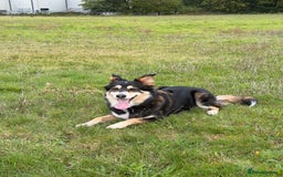 Border Collie dogs for sale: Female Border Collie - Image 1