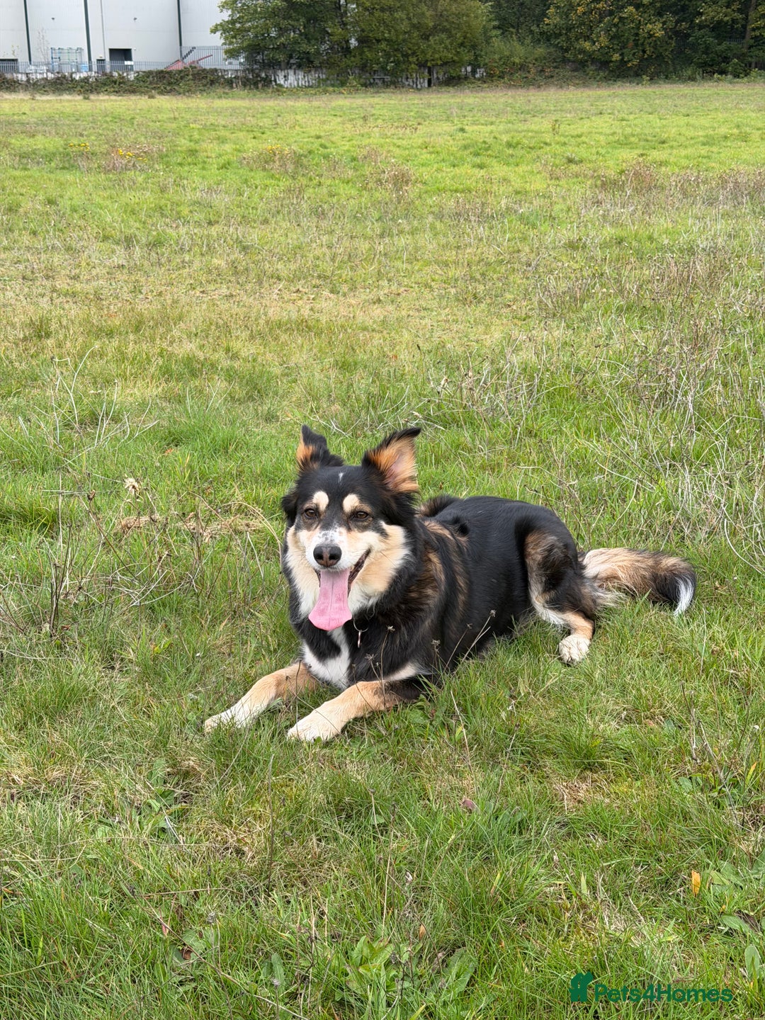 Border Collie dogs for sale: Female Border Collie - Image 1