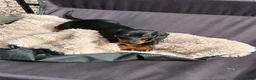 Miniature Dachshund dogs for sale: Dachshund miniature pup - Advert 3