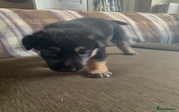 Mixed Breed dogs for sale: Labrador x German Shepard puppies - Image 15