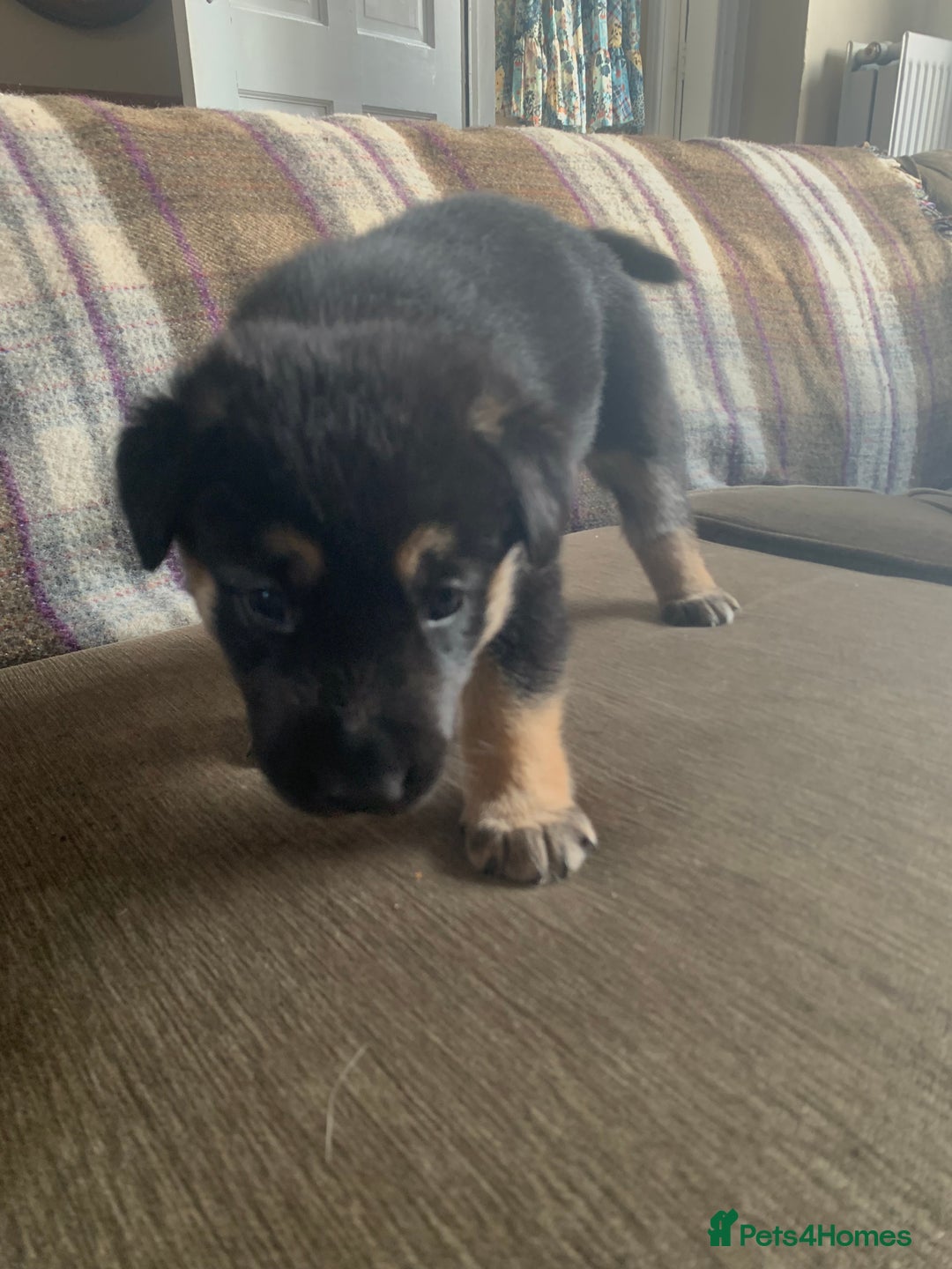 Mixed Breed dogs for sale: Labrador x German Shepard puppies - Image 15