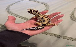 Leopard Gecko reptiles for sale: 4x Leopard geckos  - Image 4