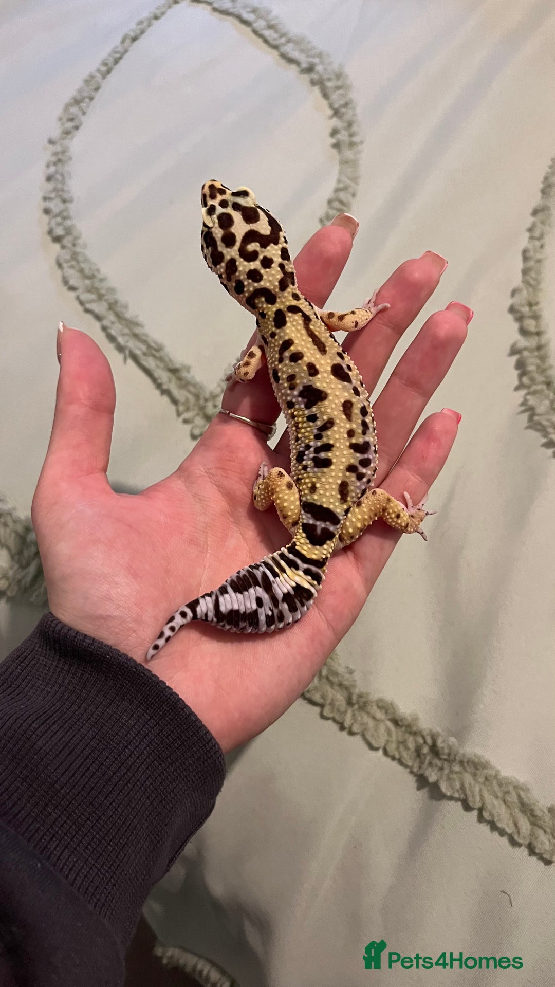 Leopard Gecko reptiles for sale: 4x Leopard geckos  - Image 4