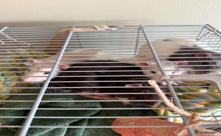 Rat rodents - Advert 1