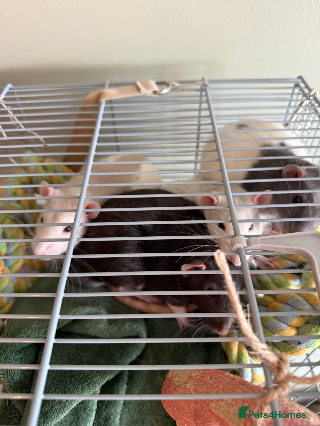 Rat rodents for sale: 4 Male Rats for adoption - Image 1