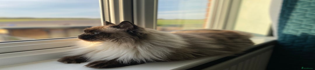 Ragdoll Harbin 