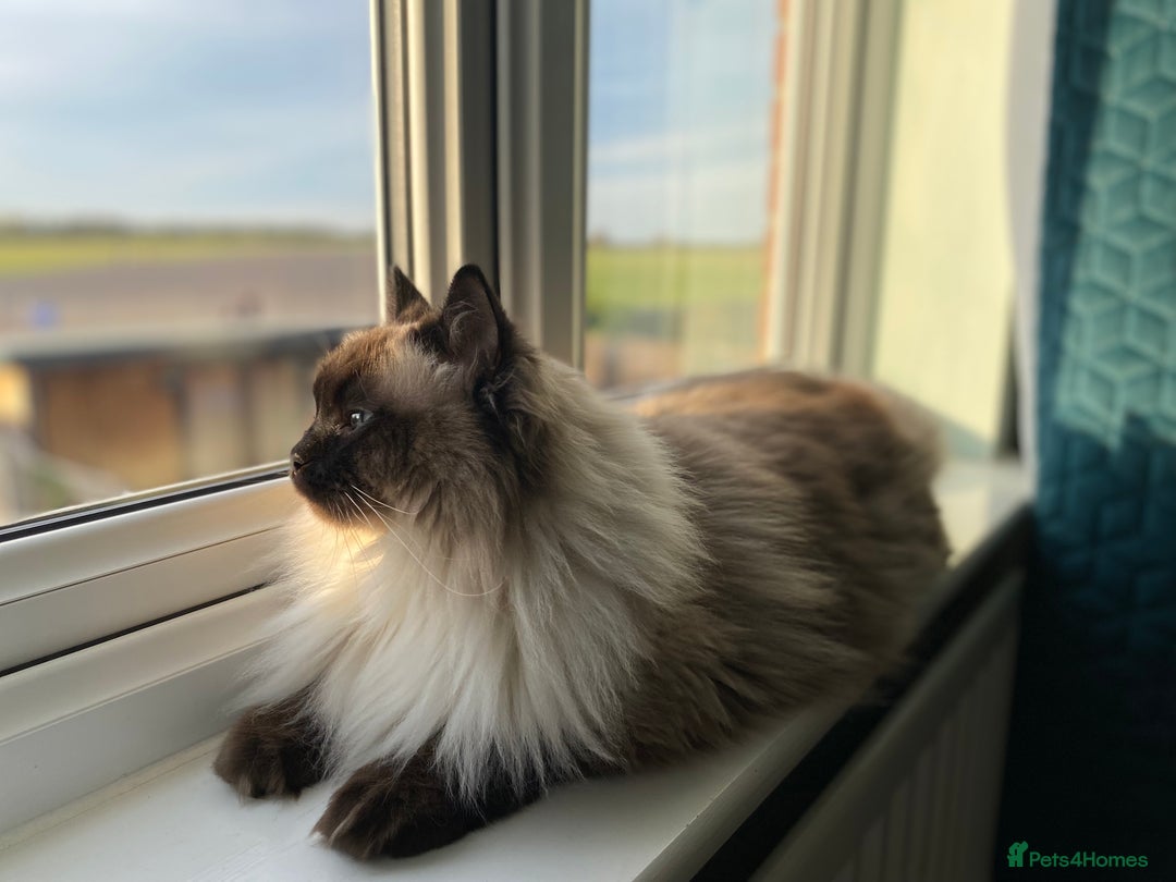 Ragdoll cats for sale: Two adorable ragdolls ready for new home  - Image 28