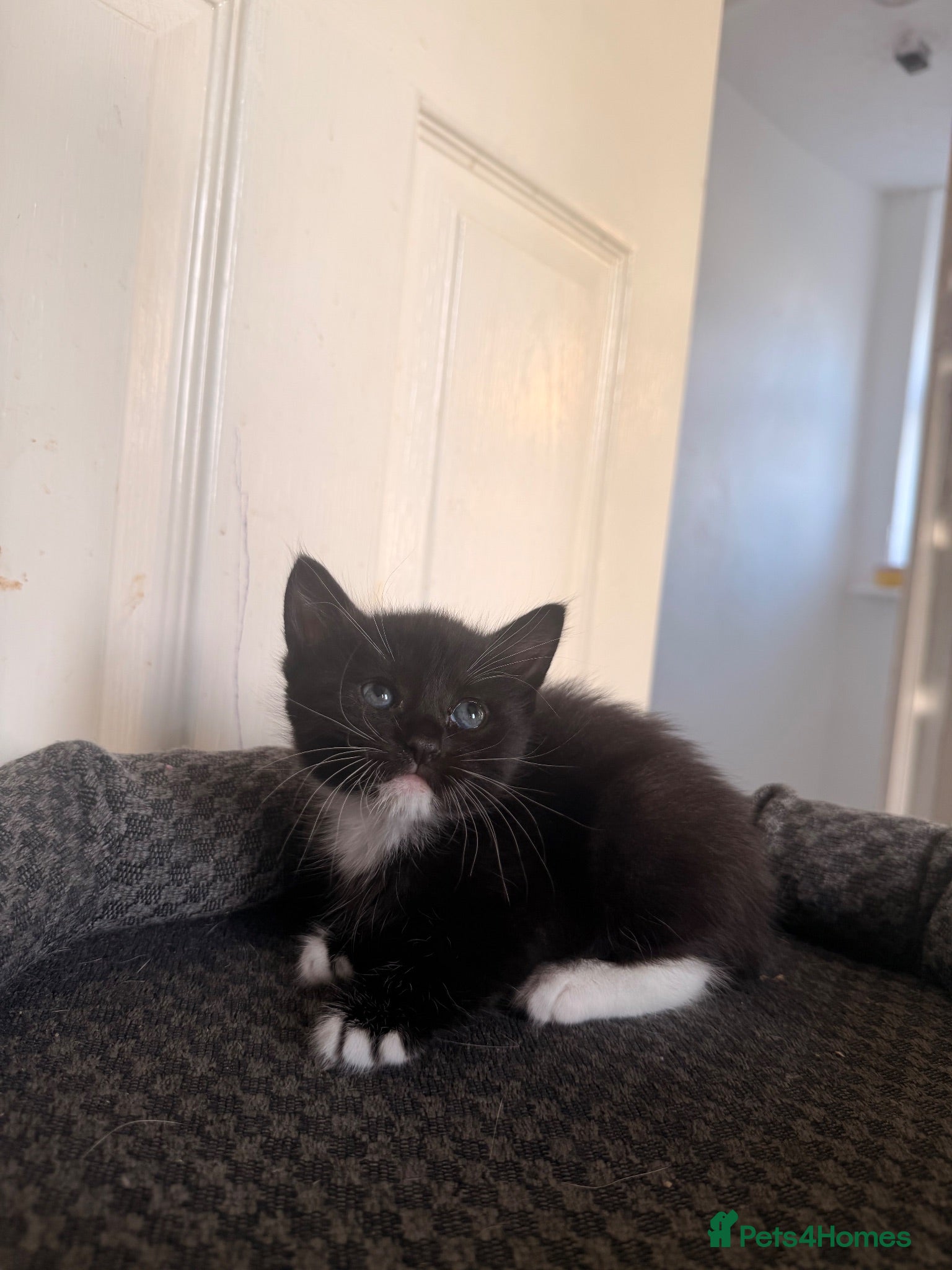 Domestic Shorthair cats 4 beautiful baby’s ready for there home - Advert 9