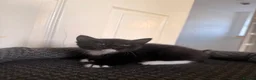 Domestic Shorthair cats for sale: 4 beautiful baby’s ready for there home - Advert 3
