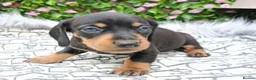Dachshund dogs for sale: QUALITY LH/SMOOTH MIN DAXIS KC REG PRA CLR - Advert 5