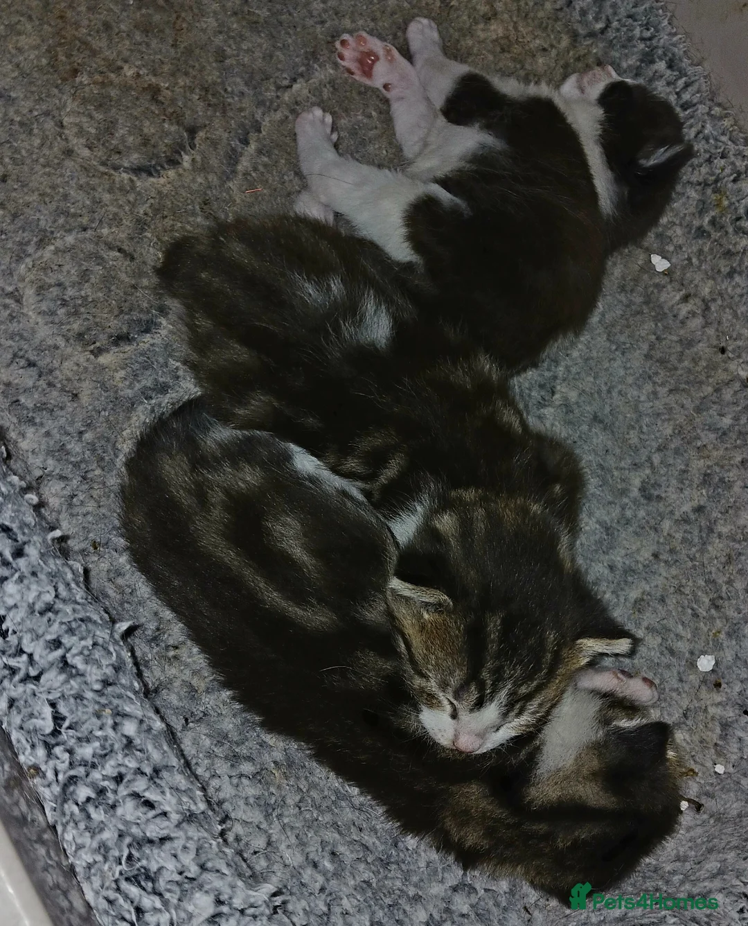 Mixed Breed cats for sale: For Sale - Advert 6