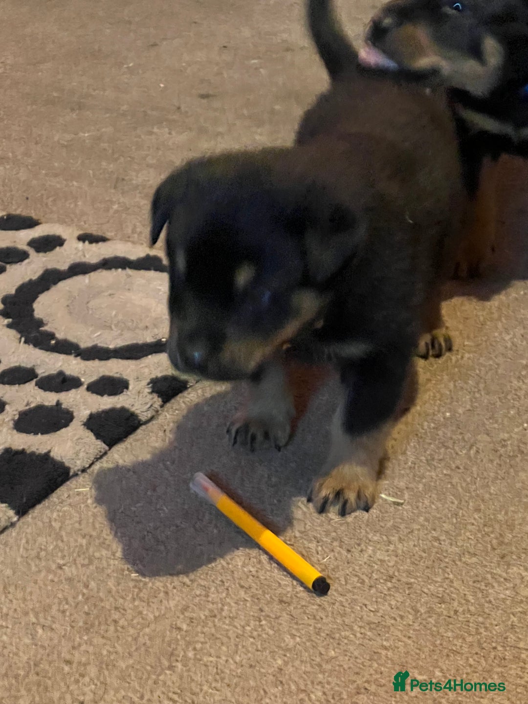 Rottweiler dogs for sale: Rottie puppies - Advert 5