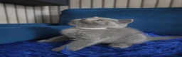 British Shorthair cats for sale: British Shorthair Kittens Looking for Loving Homes - Advert 4