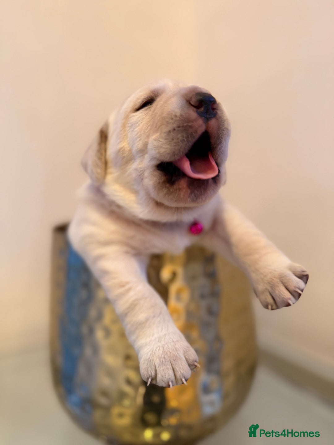 Labrador Retriever dogs for sale: Labrador retriever puppies  - Advert 8