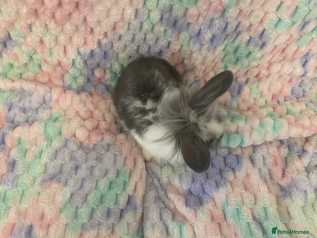 Lionhead rabbits for sale: Lionhead babies  - Advert 3
