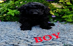 Cockapoo dogs for sale: Top quality F1 health tested cockapoos  - Image 15
