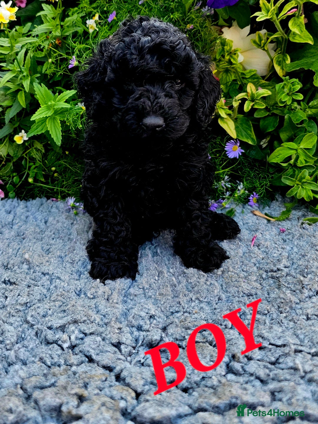 Cockapoo dogs for sale: Top quality F1 health tested cockapoos  - Image 15